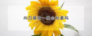 向日葵放一晚会枯萎吗,第1图