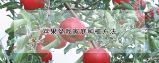 苹果盆栽家庭种植方法,第1图