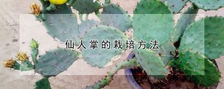 仙人掌的栽培方法,第1图