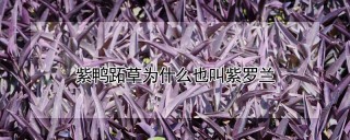 紫鸭跖草为什么也叫紫罗兰,第1图