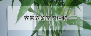 容易养的室内植物,第1图