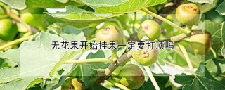 无花果开始挂果一定要打顶吗,第1图