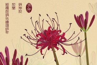 彼岸花的花语，即代表这分离也寓意着相互思念,第1图