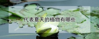 代表夏天的植物有哪些,第1图