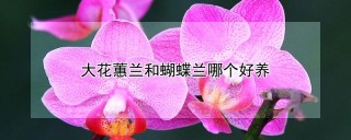 大花蕙兰和蝴蝶兰哪个好养,第1图