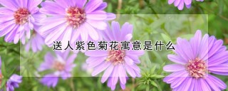 送人紫色菊花寓意是什么,第1图