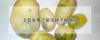 土豆发青了能当种子种植吗,第1图