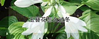 玉簪花怎么过冬,第1图