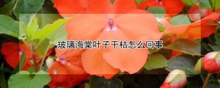 玻璃海棠叶子干枯怎么回事,第1图