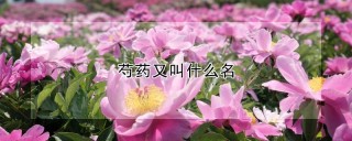 芍药又叫什么名,第1图