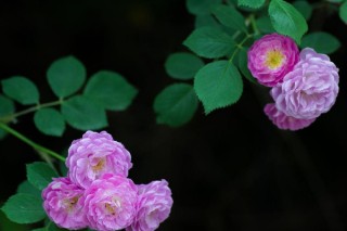 蔷薇花怎么种植方法,第3图