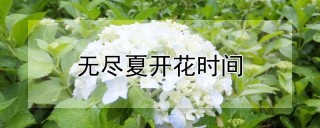 无尽夏开花时间,第1图