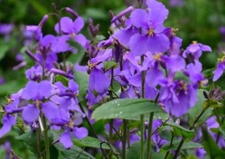 紫罗兰有哪些品种，紫罗兰品种大全,第1图