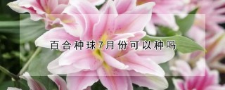 百合种球7月份可以种吗,第1图