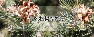 什么松树结松子,第1图