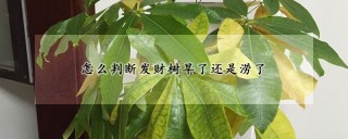 怎么判断发财树旱了还是涝了,第1图