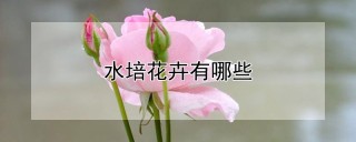 水培花卉有哪些,第1图