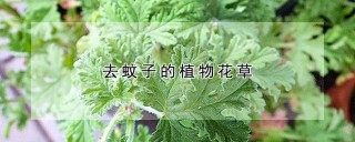 去蚊子的植物花草,第1图