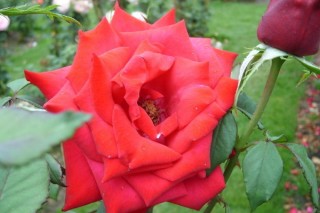 玫瑰花的品种有哪些,第3图