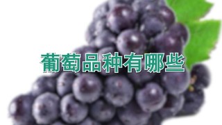 葡萄品种有哪些,第1图