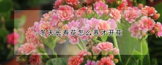 冬天长寿花怎么养才开花,第1图