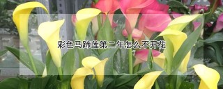 彩色马蹄莲第二年怎么不开花,第1图