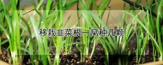 移栽韭菜根一窝种几颗,第1图