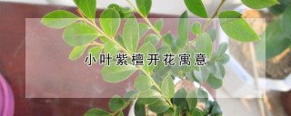 小叶紫檀开花寓意,第1图