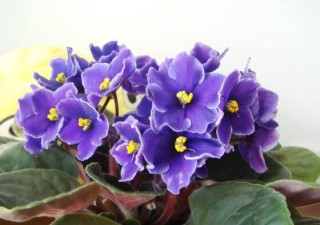 紫罗兰图片花语，不同颜色有着不同的含义,第1图