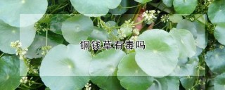 铜钱草有毒吗,第1图