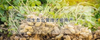 花生怎么管理才能高产,第1图