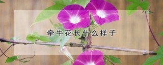 牵牛花长什么样子,第1图