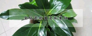 金钻花的寓意和象征,第1图