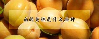 扁的黄桃是什么品种,第1图