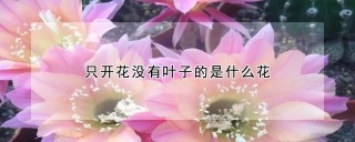 只开花没有叶子的是什么花,第1图