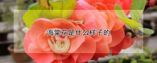 海棠花是什么样子的,第1图