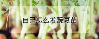 自己怎么发豌豆苗,第1图