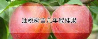 油桃树苗几年能挂果,第1图