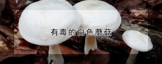 有毒的白色蘑菇,第1图