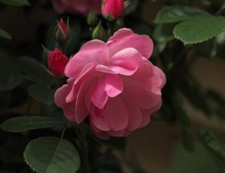 蔷薇花的花语和传说，蔷薇花象征着爱情与爱的思念,第5图