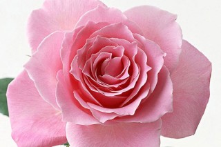 33朵粉玫瑰花语是什么,第2图