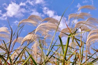 荻花和芦苇花的区别,第2图