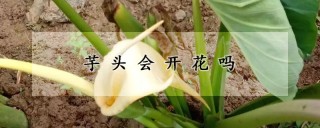 芋头会开花吗,第1图