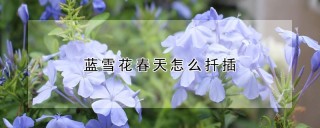 蓝雪花春天怎么扦插,第1图