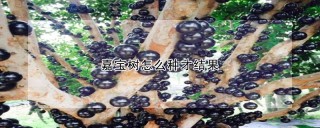 嘉宝树怎么种才结果,第1图