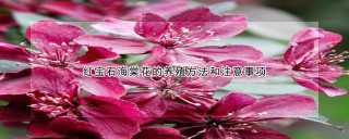 红宝石海棠花的养殖方法和注意事项,第1图