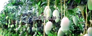 芒果怎么种?,第1图