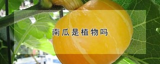 南瓜是植物吗,第1图