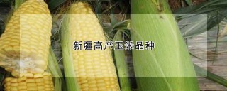 新疆高产玉米品种,第1图