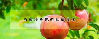 石榴冷库保鲜贮藏技术,第1图